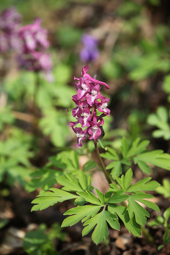 Hohler Lerchensporn